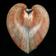 Bivalve.